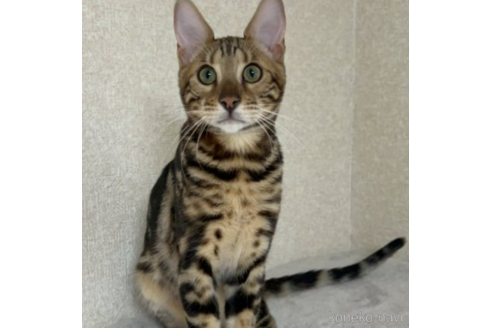 成約済の千葉県のベンガル-54630